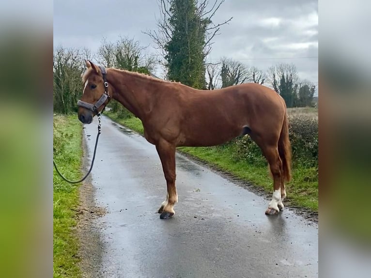 Draft Horse Gelding 4 years 16 hh Chestnut in Sligo