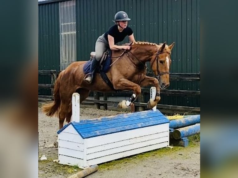 Draft Horse Gelding 4 years 16 hh Chestnut in Sligo