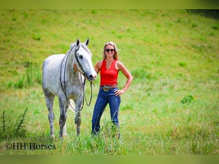 Draft Horse Gelding 4 years 16 hh Grey-Dapple in Flemingsburg