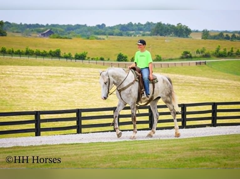 Draft Horse Gelding 4 years 16 hh Grey-Dapple in Flemingsburg