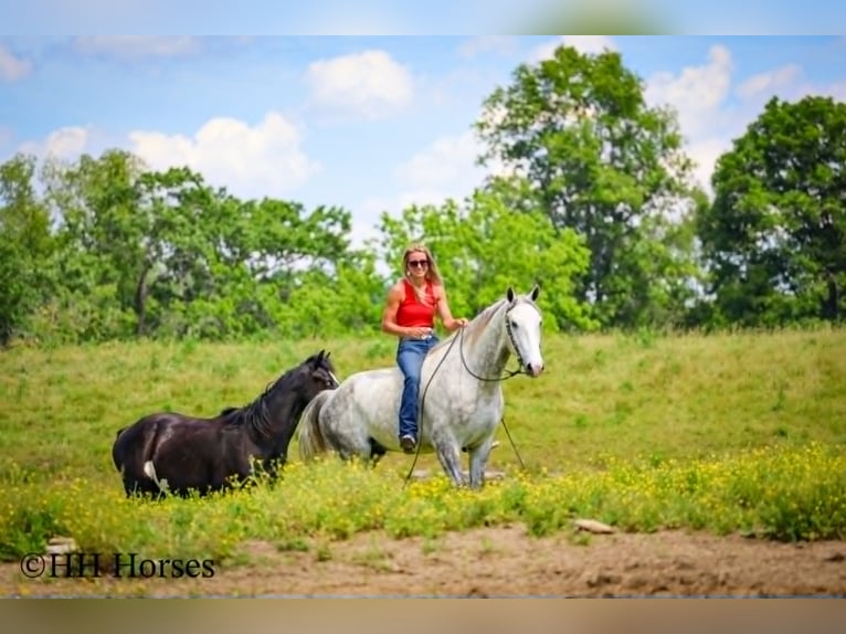 Draft Horse Gelding 4 years 16 hh Grey-Dapple in Flemingsburg