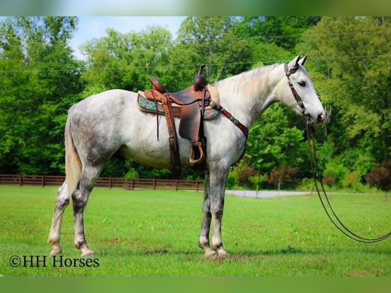 Draft Horse Gelding 4 years 16 hh Grey-Dapple in Flemingsburg