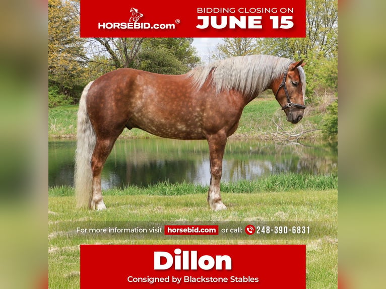 Draft Horse Mix Gelding 4 years 16 hh Palomino in Howell