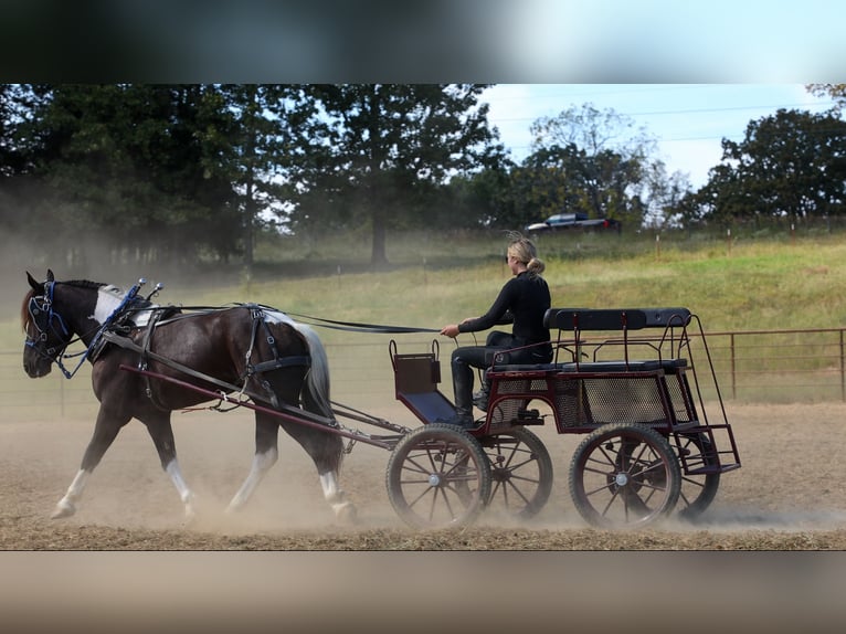 Draft Horse Mix Gelding 4 years 16 hh Pinto in Quitman