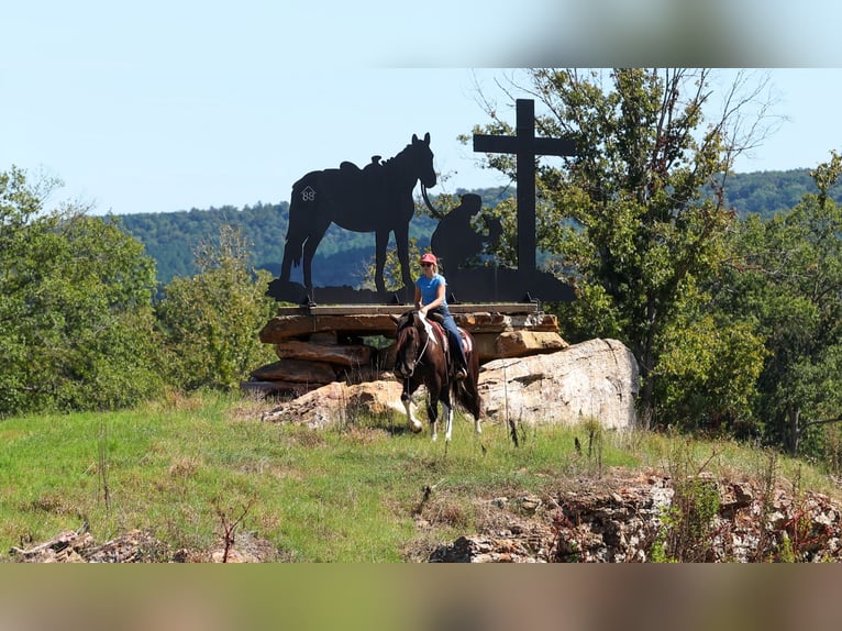 Draft Horse Mix Gelding 4 years 16 hh Pinto in Quitman