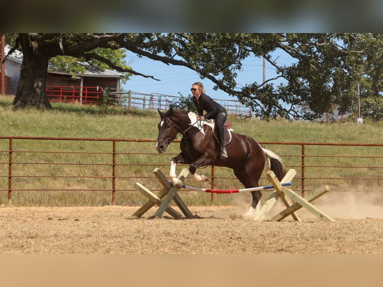 Draft Horse Mix Gelding 4 years 16 hh Pinto in Quitman