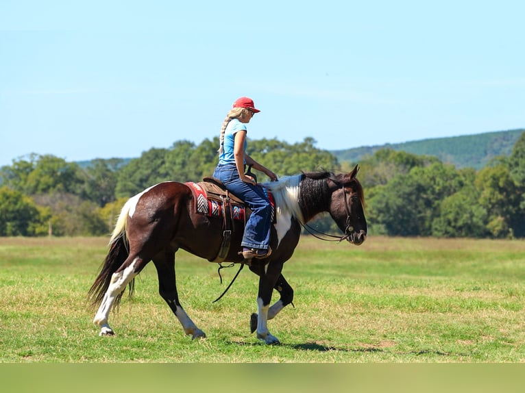 Draft Horse Mix Gelding 4 years 16 hh Pinto in Quitman