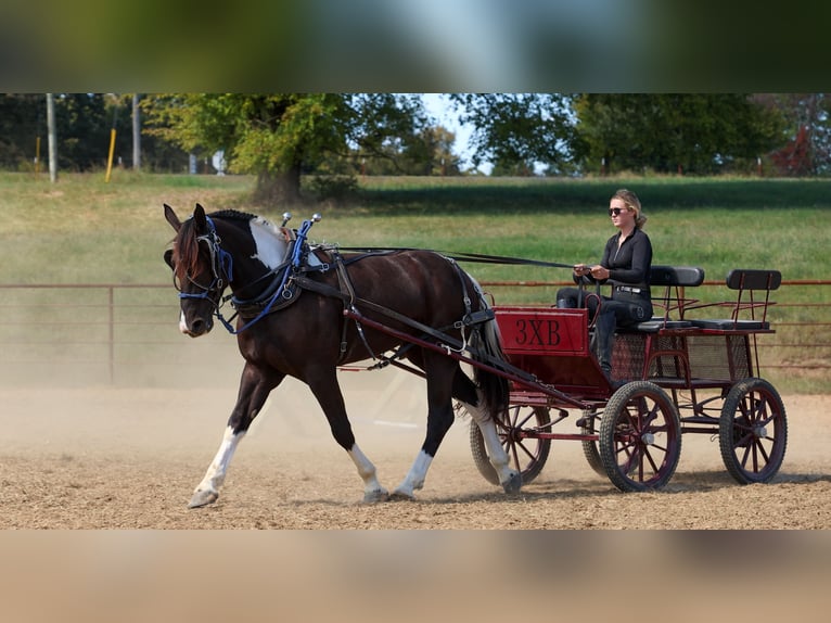 Draft Horse Mix Gelding 4 years 16 hh Pinto in Quitman