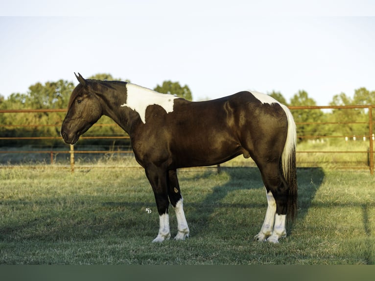 Draft Horse Mix Gelding 4 years 16 hh Pinto in Quitman