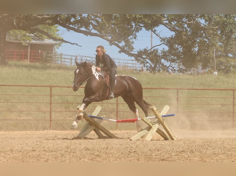 Draft Horse Mix Gelding 4 years 16 hh Pinto in Quitman