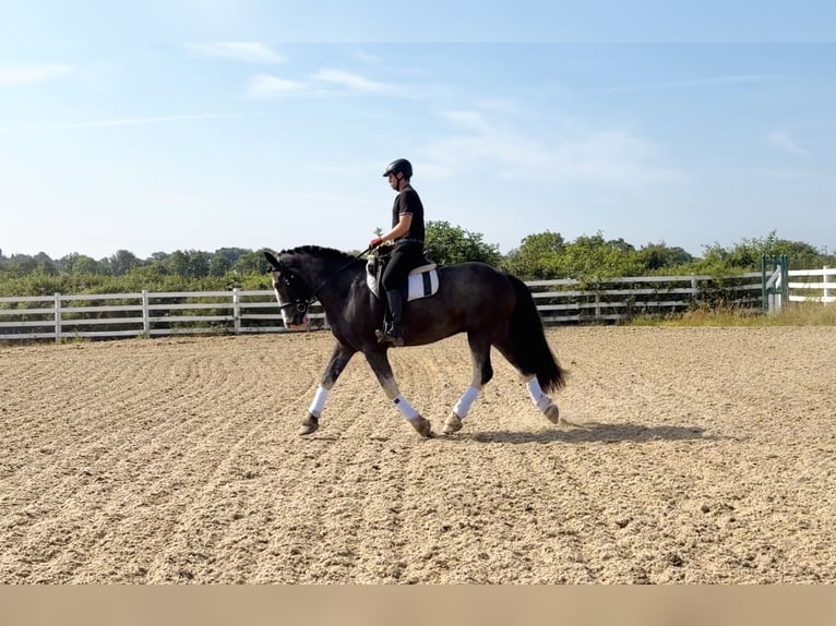 Draft Horse Gelding 4 years 16 hh Roan-Blue in Mountrath, Co. Laois