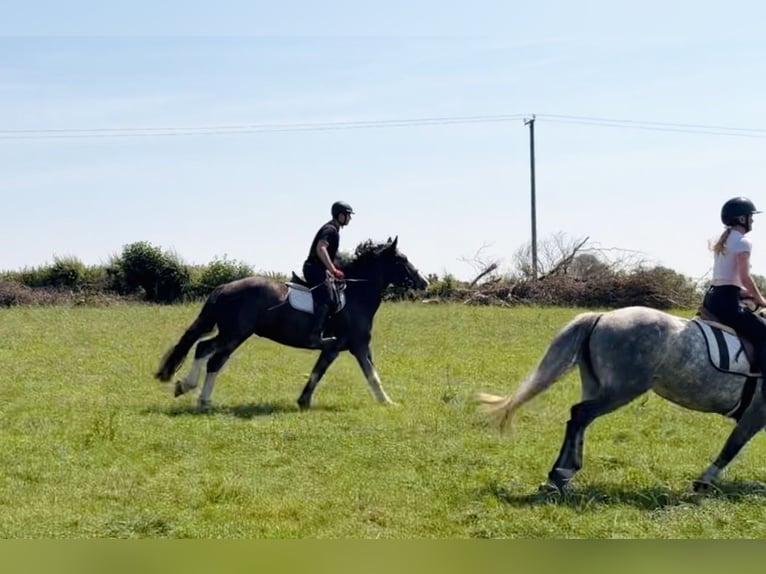 Draft Horse Gelding 4 years 16 hh Roan-Blue in Mountrath, Co. Laois