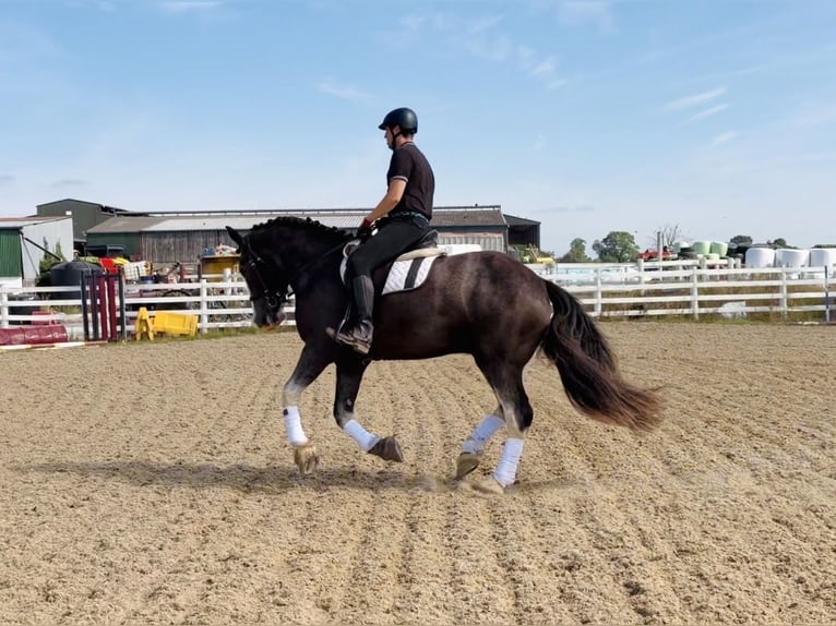 Draft Horse Gelding 4 years 16 hh Roan-Blue in Mountrath, Co. Laois