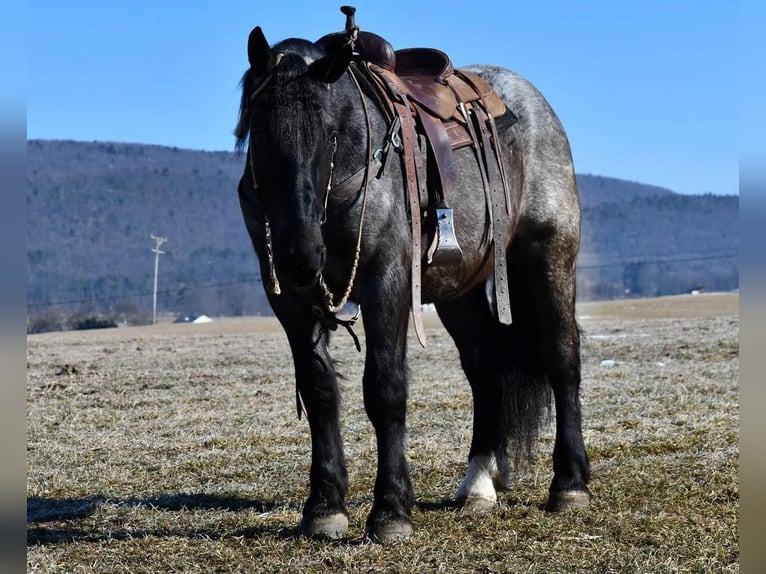Draft Horse Mix Gelding 4 years 16 hh Roan-Blue in Rebersburg, PA