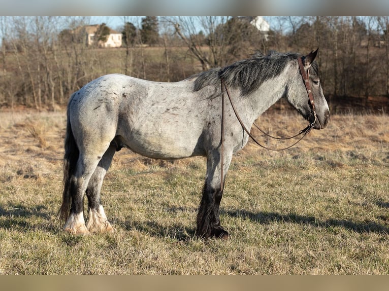 Draft Horse Gelding 4 years 16 hh Roan-Blue in THurmont MD