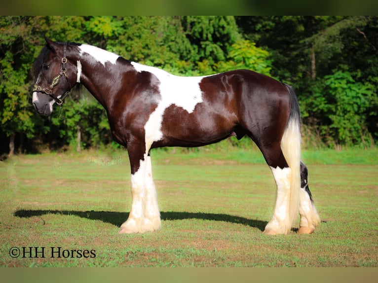 Draft Horse Gelding 4 years 16 hh Tobiano-all-colors in Flemingsburg KY