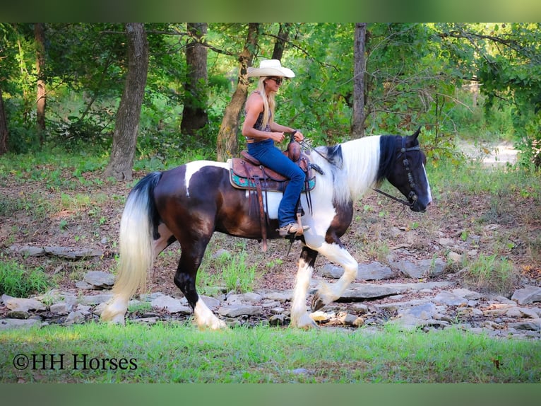 Draft Horse Gelding 4 years 16 hh Tobiano-all-colors in Flemingsburg KY
