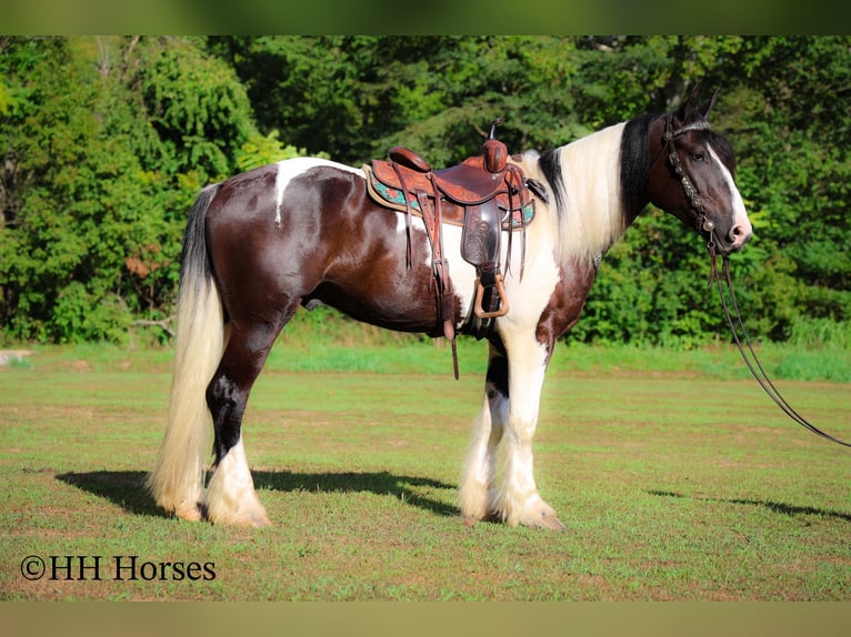 Draft Horse Gelding 4 years 16 hh Tobiano-all-colors in Flemingsburg KY