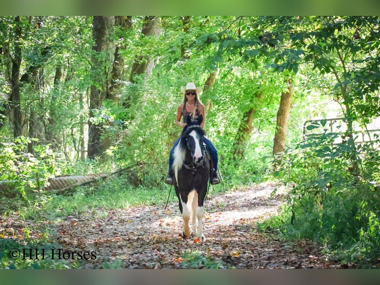 Draft Horse Gelding 4 years 16 hh Tobiano-all-colors in Flemingsburg KY