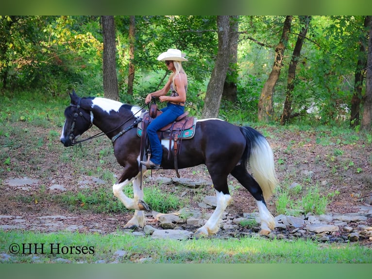 Draft Horse Gelding 4 years 16 hh Tobiano-all-colors in Flemingsburg KY
