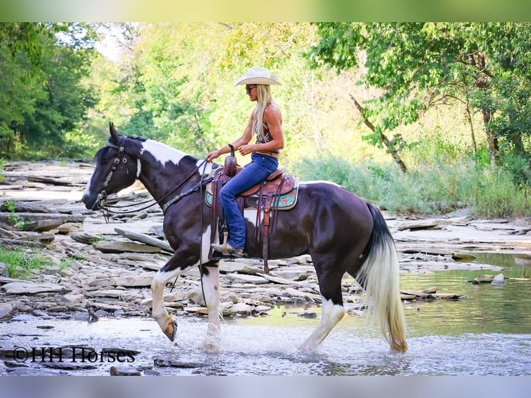 Draft Horse Gelding 4 years 16 hh Tobiano-all-colors in Flemingsburg KY