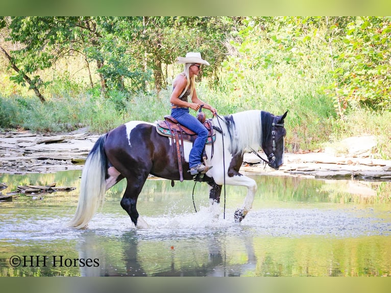 Draft Horse Gelding 4 years 16 hh Tobiano-all-colors in Flemingsburg KY