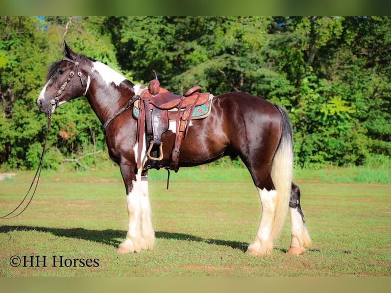 Draft Horse Gelding 4 years 16 hh Tobiano-all-colors in Flemingsburg KY