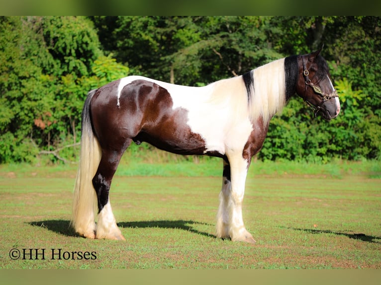 Draft Horse Gelding 4 years 16 hh Tobiano-all-colors in Flemingsburg KY