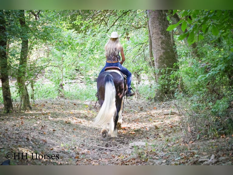 Draft Horse Gelding 4 years 16 hh Tobiano-all-colors in Flemingsburg KY