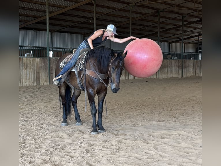 Draft Horse Mix Gelding 4 years 16,1 hh Bay in Jacksboro