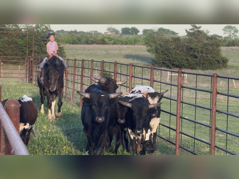 Draft Horse Mix Gelding 4 years 16,1 hh Black in Madill