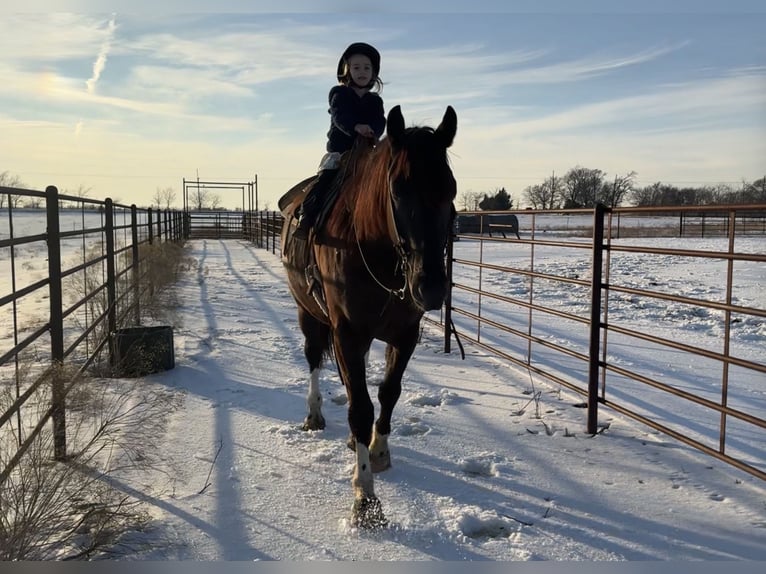 Draft Horse Mix Gelding 4 years 16,1 hh Black in Madill