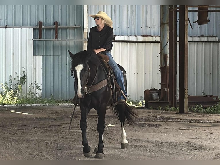 Draft Horse Gelding 4 years 16,1 hh Black in Jacksboro TX