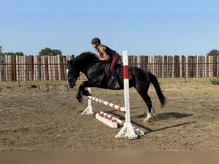 Draft Horse Gelding 4 years 16,1 hh Black in Jacksboro TX