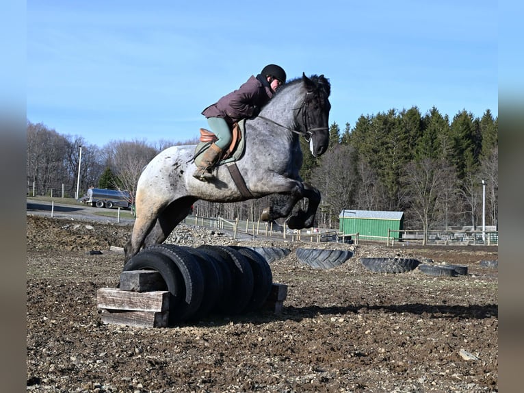 Draft Horse Gelding 4 years 16,1 hh Roan-Blue in Warsaw