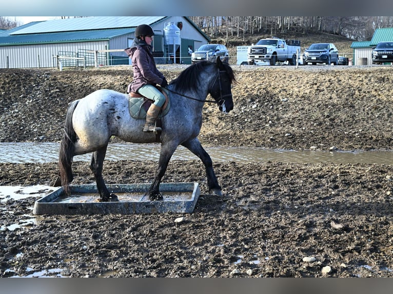 Draft Horse Gelding 4 years 16,1 hh Roan-Blue in Warsaw