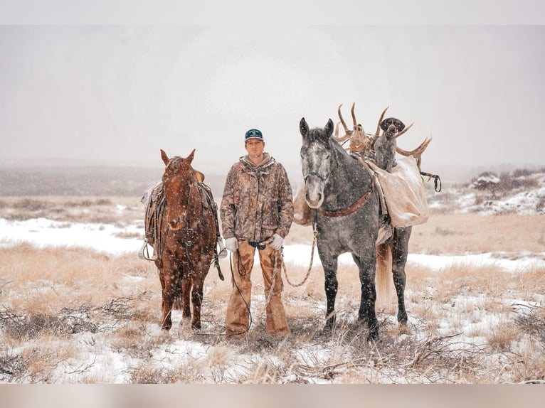 Draft Horse Mix Gelding 4 years 16,1 hh Roan-Blue in Saint Anthony