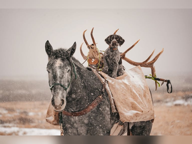 Draft Horse Mix Gelding 4 years 16,1 hh Roan-Blue in Saint Anthony