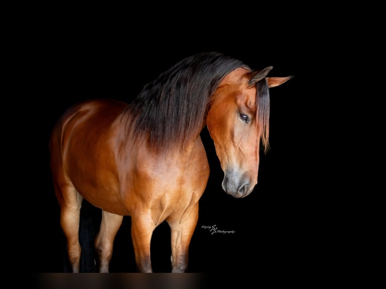Draft Horse Gelding 4 years 16,2 hh Bay in Fairbank IA