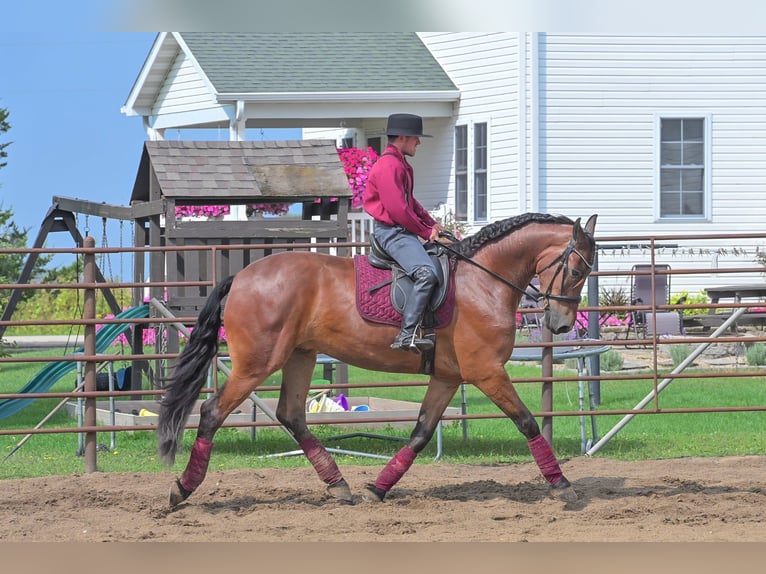 Draft Horse Gelding 4 years 16,2 hh Bay in Fairbank IA