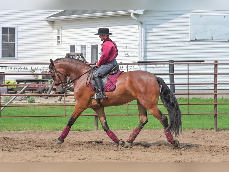 Draft Horse Gelding 4 years 16,2 hh Bay in Fairbank IA