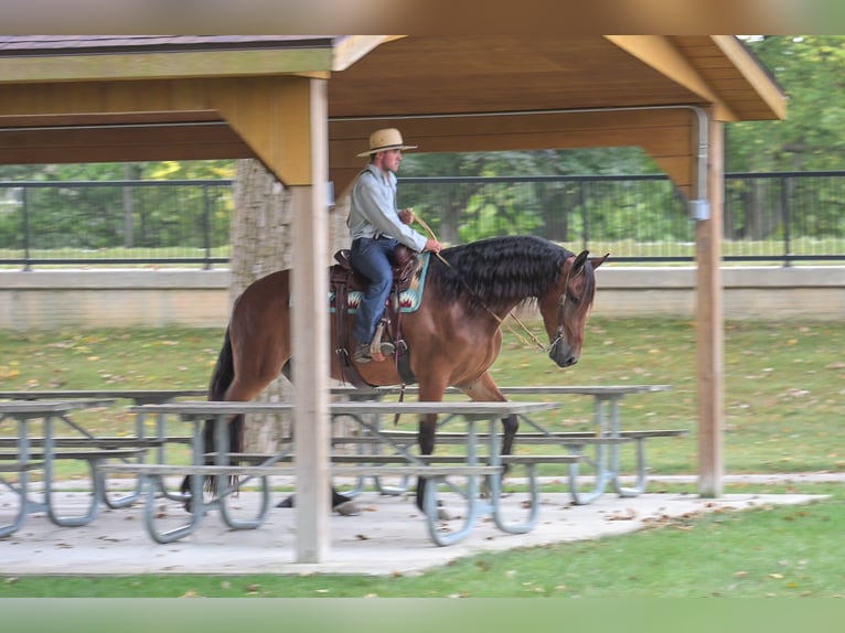 Draft Horse Gelding 4 years 16,2 hh Bay in Fairbank IA