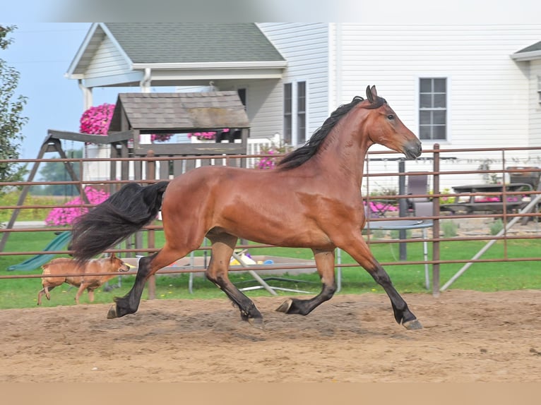 Draft Horse Gelding 4 years 16,2 hh Bay in Fairbank IA