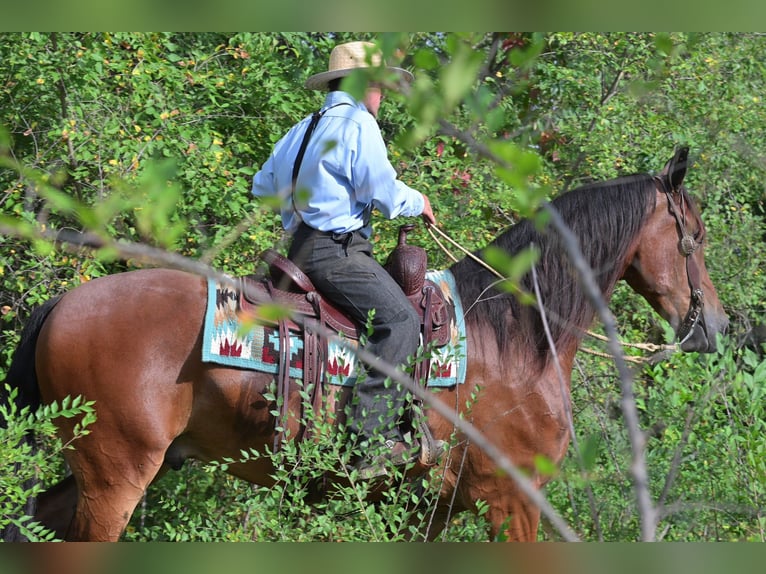 Draft Horse Gelding 4 years 16,2 hh Bay in Fairbank IA