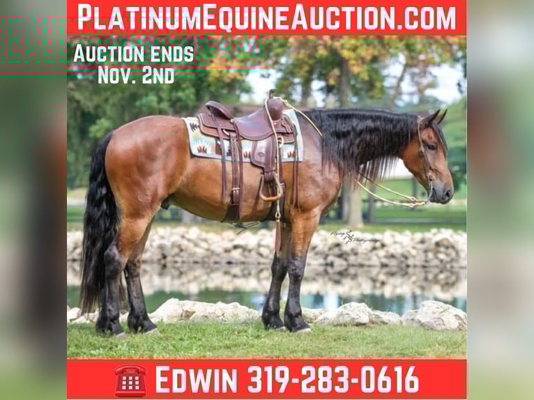 Draft Horse Gelding 4 years 16,2 hh Bay in Fairbank IA