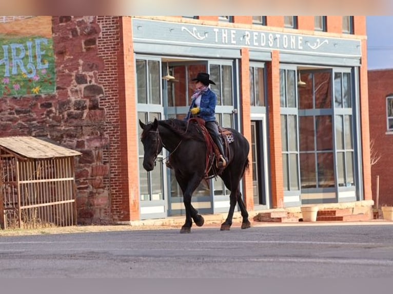 Draft Horse Gelding 4 years 16,2 hh Black in Ripley