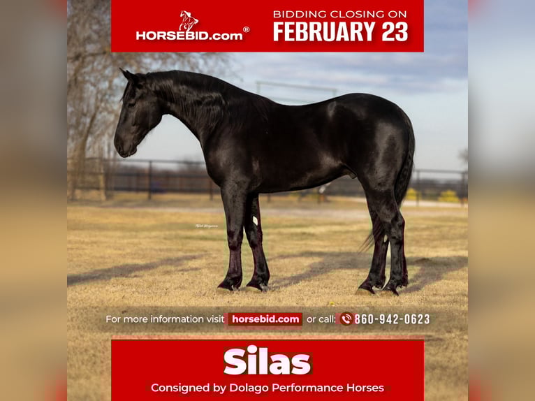 Draft Horse Mix Gelding 4 years 16,2 hh Black in Ripley