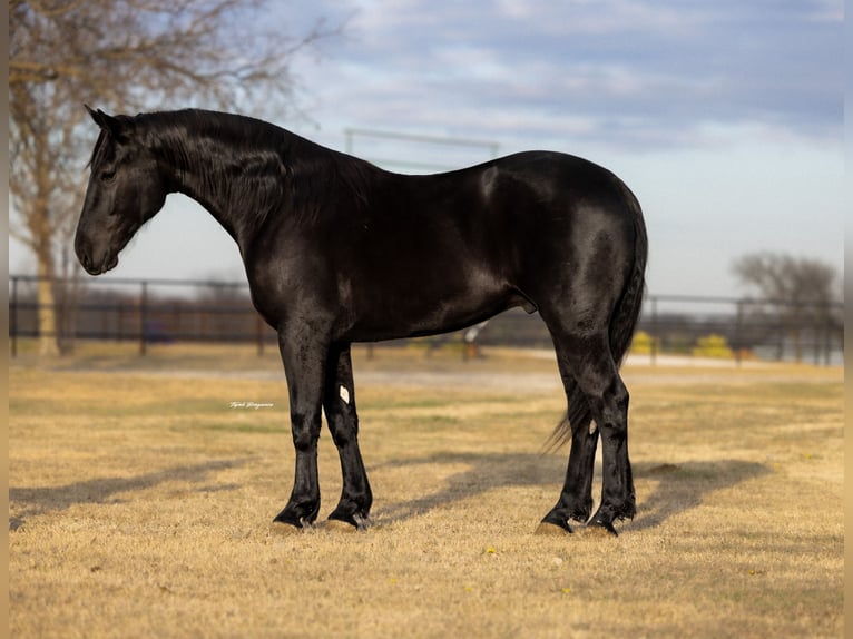 Draft Horse Mix Gelding 4 years 16,2 hh Black in Ripley