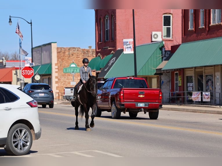 Draft Horse Mix Gelding 4 years 16,2 hh Black in Ripley