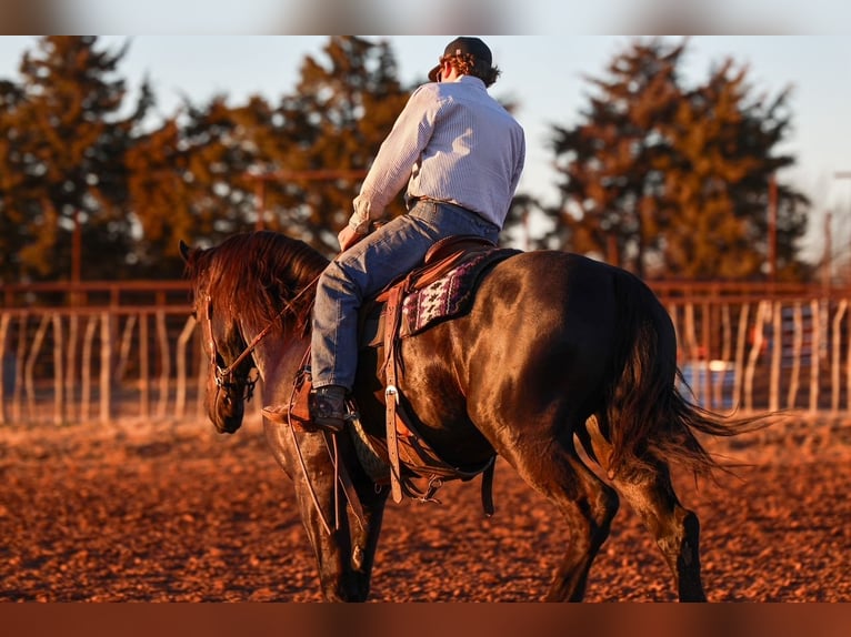 Draft Horse Mix Gelding 4 years 16,2 hh Black in Ripley